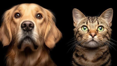 Animal care laws lacking