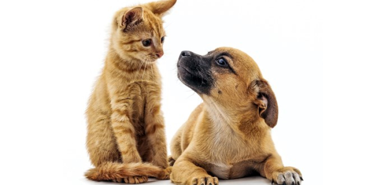 Strengthen Animal Cruelty Laws