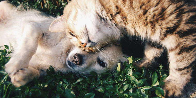 Photo image of a cat and dog cuddling on grass.