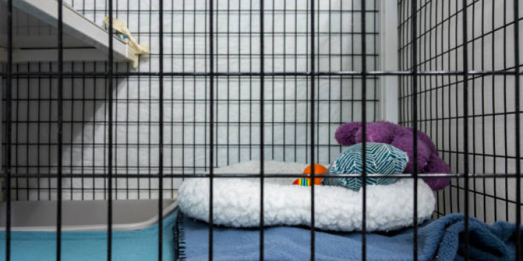 Animal shelter stock